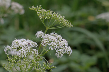 White Cow Parsley flower and seed heads, Anthriscus sylvestris also called Wild Chervil, wild Beaked Parsley or Keck, flowering in the British countryside, side view on a natural green background