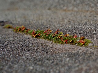 Streaks of flowers and grass grow on cracked concrete