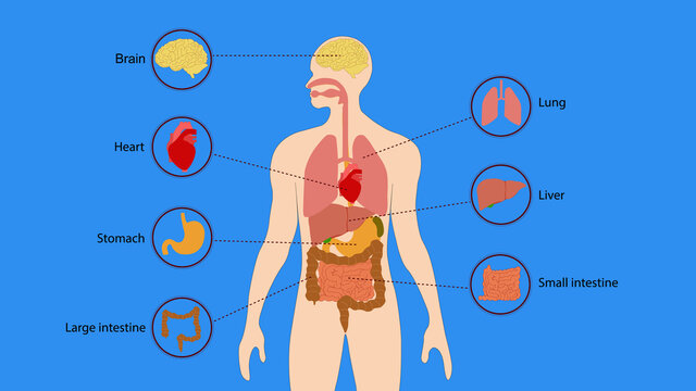 Human organs internal diagram, Body of human internal organs, brain, heart, lungs, liver, stomach, intestine