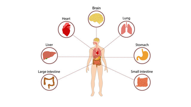 Human organs internal diagram, Body of human internal organs, brain, heart, lungs, liver, stomach, intestine
