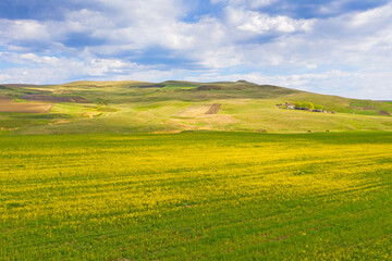 Fototapeta premium Aerial view of early rape field