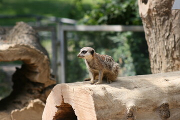 Erdmännchen in der Natur auf einem Baumstamm 