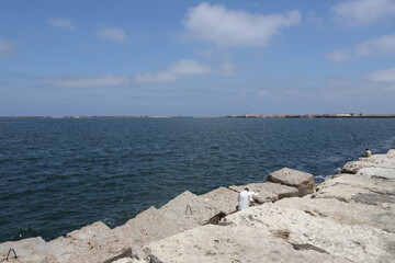 The Sea and the shore