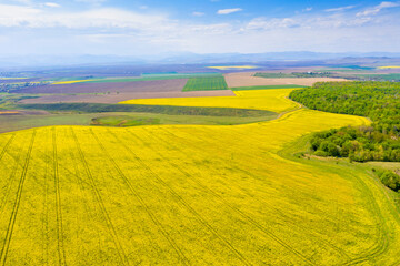 Obraz premium Canola field near forest