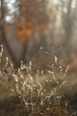 Autumn landscape . Dry grass in misty autumn forest