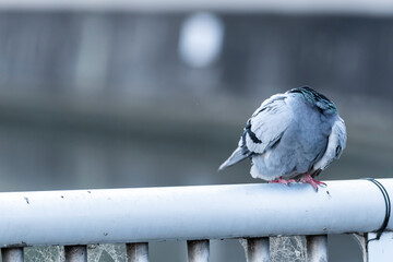 A pigeon watching us on the bridge just before nightfall.