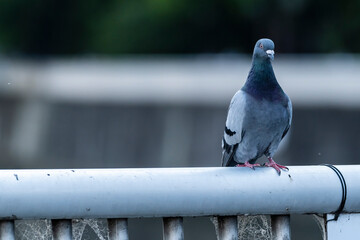 A pigeon watching us on the bridge just before nightfall.