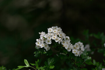 spring delicate white flowers of hawthorn