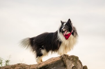 Closeup shot of a Mackenzie River husky standing on a piece of wood © Gabriel Ribeiro Vallim/Wirestock
