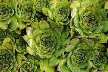 Small green succulent with red tips in a tray on a balcony - gardening at home in the city