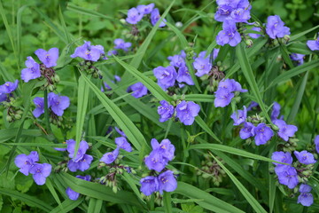 blue purple flower of Tradescantia virginiana plant.Tradescantia close up shot in the forest.