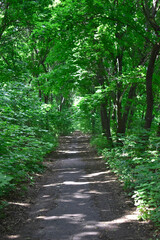 Forest alley at summer sunny day. Nature background.