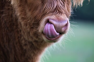 Galloway calf licks his nose with his tongue
