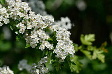 spring delicate white flowers of hawthorn