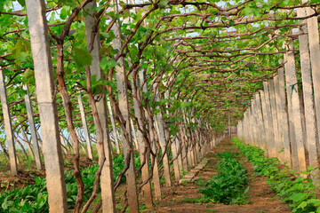 grape seedlings are in the greenhouse