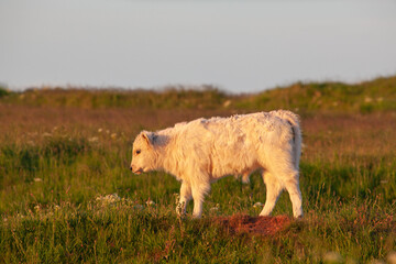 Kalb