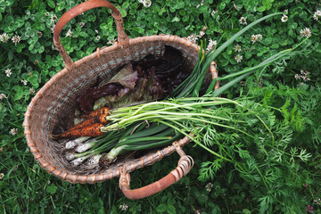 Early harvest basket. Fresh harvest from the garden. Freshly picked carrots, onions and greens lie in a wicker basket on a background of green grass
