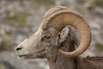 Steinschaf wildlife Kanada