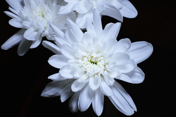 Details of blooming white dahlia fresh flower macro photography. texture, contrast and intricate floral patterns isolated in black background