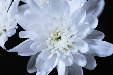 Details of blooming white dahlia fresh flower macro photography. texture, contrast and intricate floral patterns isolated in black background