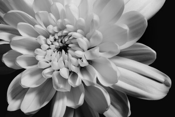 Details of blooming white dahlia fresh flower macro photography.Black and white image texture, contrast and intricate floral patterns isolated in black background