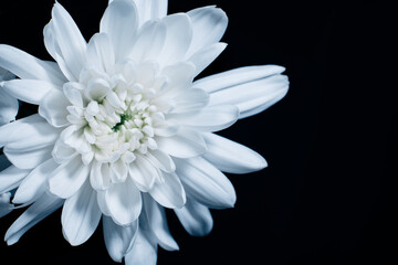 Details of blooming white dahlia fresh flower macro photography. texture, contrast and intricate floral patterns isolated in black background