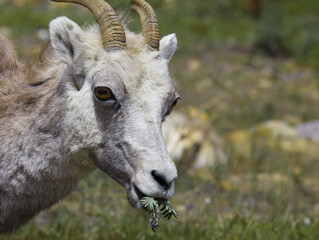 Steinschaf wildlife Kanada