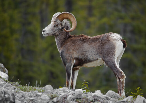 Steinschaf wildlife Kanada