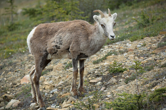 Steinschaf wildlife Kanada