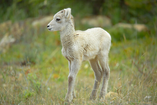 Steinschaf wildlife Kanada