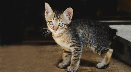 kittens born with 3 legs  without a tail