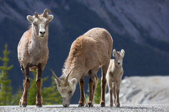 Steinschaf wildlife Kanada