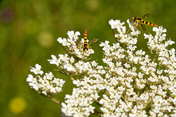 belted syrphid on a white flower ( latin : Episyrphus balteatus )