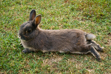 Rabbit