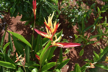 Nature, Plants, Flowers, Greenery, Sky, Sun, Freedom