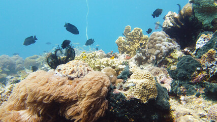 Fototapeta na wymiar Tropical Fish Corals Marine Reef. Underwater Sea Tropical Life. Tropical underwater sea fishes. Underwater fish reef marine. Tropical colorful underwater seascape. Leyte, Philippines.