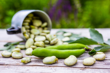 Freshly shelled broad beans in a mug.