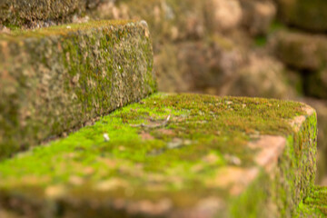 moss on the stone