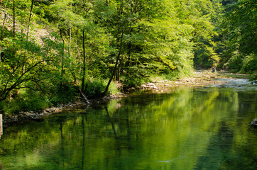 Fototapeta na wymiar Forest reflection in river