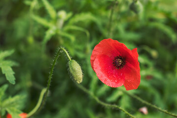 Beautiful poppy flower after rain with wet petals in a city garden. Perennial plants to decorate the garden.