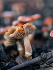 mushroom in the forest