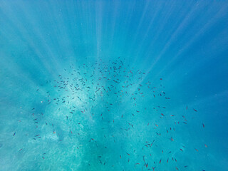 the sun's rays fall from above, penetrating seawater to the bottom. a large flock of small fish in the rays of the sun