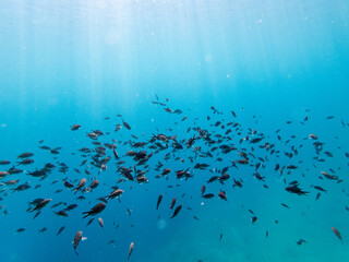 the sun's rays fall from above, penetrating seawater to the bottom. a large flock of small fish in the rays of the sun