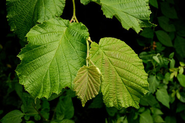 Close up of hazel leaves