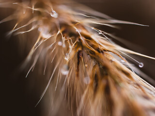 Close up of fountain grass