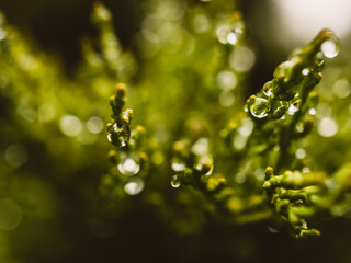 Fototapeta na wymiar Leaves with water droplets