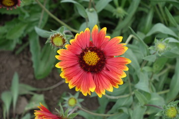 Close view of red and yellow flower of Gaillardia aristata in May