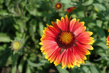 Closeup of red and yellow flower of Gaillardia aristata in May