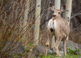 Maultierhirsch wildlife Kanada