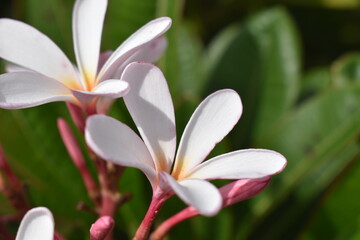 Nature, Plants, Flowers, Greenery, Sky, Sun, Freedom